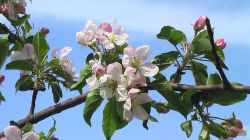 Apple Flowers