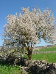 Blooming almond tree - Spain