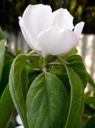 Flower and leaves of quince (Cydonia oblonga)