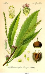 Castanea sativa