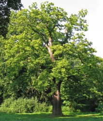 The sweet chestnut tree