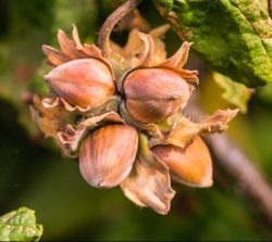 Hazelnut