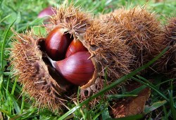 Sweet Chesnut