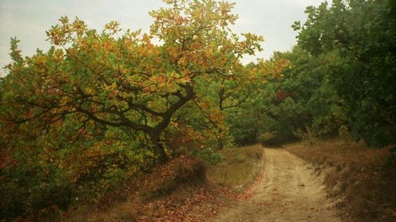 Hoja Forest near Cluj-Napoca | Photo: BBC