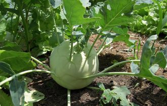 kohlrabi