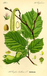 Hazelnut (Corylus avellana L.)