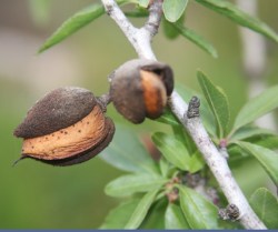 Ripe fruit of almond tree