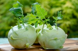 kohlrabi