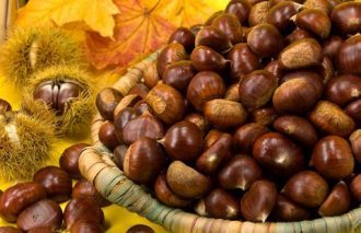 Fruit of Sweet Chesnut