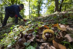 picking chestnuts