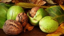 The most versatile fruit of autumn