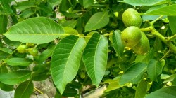 Walnut tree and fruit
