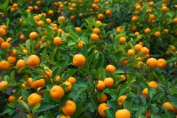 orange tree