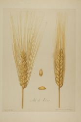 Triticum durum