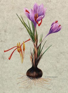 A sáfrány a nősziromfélék családjába tartozó növénynemzetség, illetve a nemzetséghez tartozó egyes fajok összegyűjtött és fűszerként használt bibéjének elnevezése. Szárleveleik nincsenek, a keskeny tőlevelek és a néhány centiméteres szár csúcsán álló virág a föld alatti hagymából ered Crocus sativus