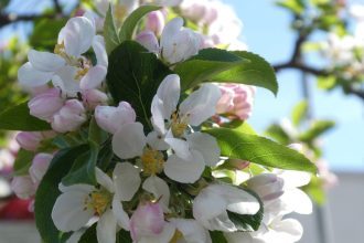Apple blossom