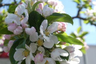 Apple blossom