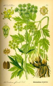 Levisticum officinale