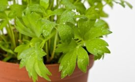 evisticum officinale 