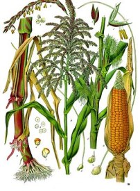 Zea mays convar. Saccharata