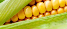 sweetcor