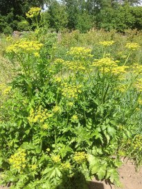 flowering parsnips