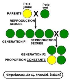Gregor Mendel: heredity