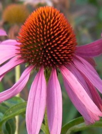  A gyógyító kasvirág (Fotó: Vimola Ágnes)