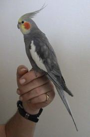 Nymphicus hollandikus