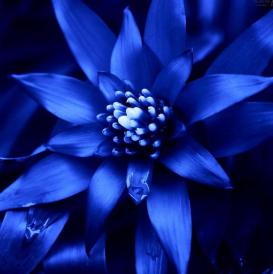 the blue flower became a symbol of German romanticism