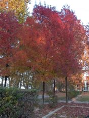 Ősz évszak - izzás