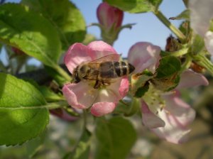 Méh az almafa virágján