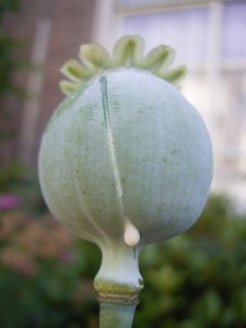 Ópium